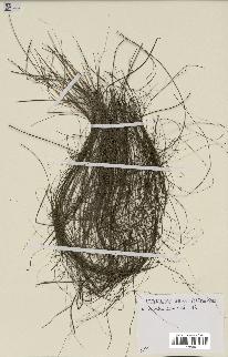 spécimen de Dypsis fibrosa