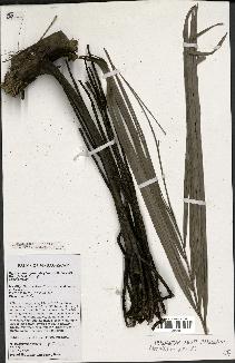 spécimen de Dypsis mananjarensis