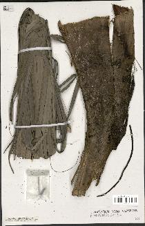 spécimen de Dypsis mananjarensis