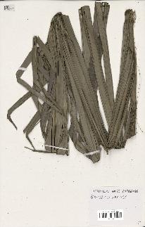 spécimen de Dypsis mananjarensis
