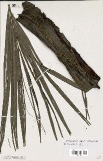 spécimen de Dypsis mananjarensis