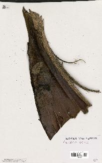 spécimen de Dypsis mananjarensis