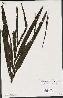 spécimen de Dypsis sambiranensis