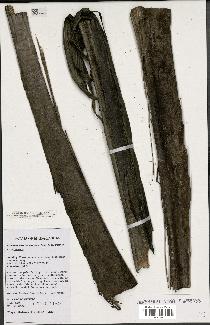 spécimen de Dypsis sambiranensis