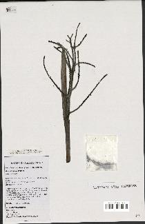 spécimen de Dypsis procumbens