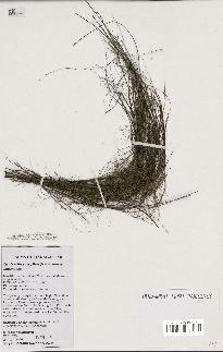 spécimen de Dypsis utilis