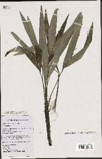 spécimen de Dypsis tenuissima