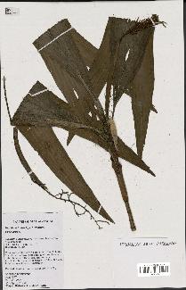 spécimen de Dypsis eriostachys