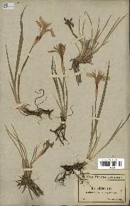 spécimen de Iris uniflora
