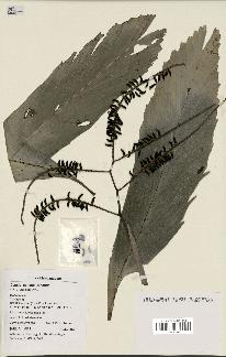 spécimen de Dypsis schatzii