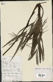 spécimen de Dypsis sp.
