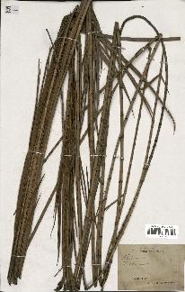 spécimen de Calamus sp.