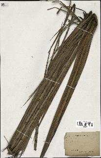 spécimen de Calamus sp.