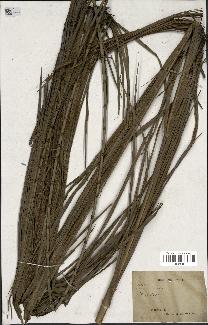 spécimen de Calamus sp.