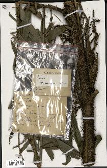 spécimen de Calamus sp.