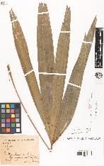 spécimen de Rhapis excelsa