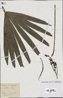 spécimen de Rhapis flabelliformis