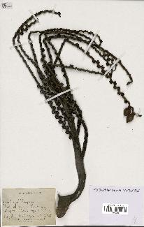 spécimen de Pinanga sp.