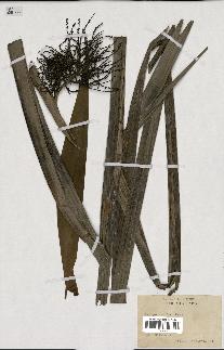 spécimen de Arenga saccharifera