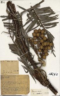 spécimen de Daemonorops sp.