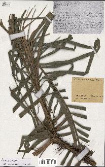 spécimen de Daemonorops sp.