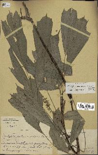 spécimen de Arenga caudata