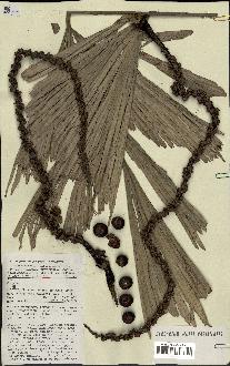 spécimen de Caryota sp.