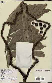 spécimen de Caryota sp.