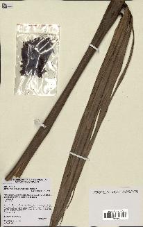 spécimen de Actinokentia divaricata