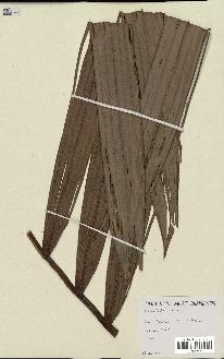 spécimen de Actinokentia divaricata