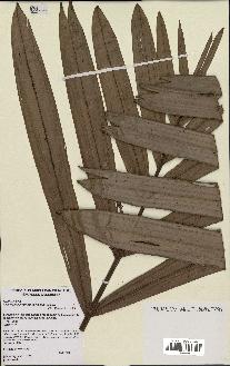 spécimen de Actinokentia divaricata