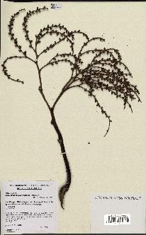 spécimen de Actinokentia divaricata