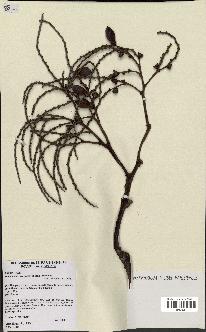 spécimen de Actinokentia divaricata