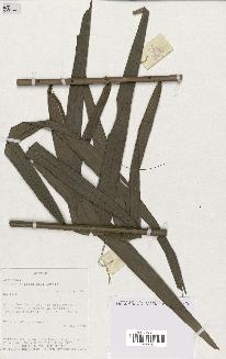 spécimen de Calamus rhabdocladus