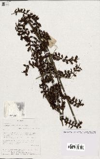 spécimen de Calamus rhabdocladus