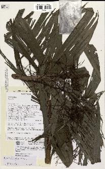 spécimen de Dypsis forficifolia