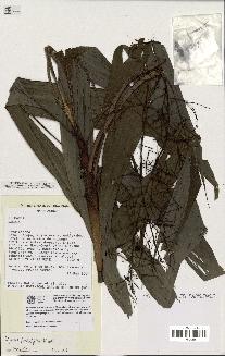 spécimen de Dypsis forficifolia