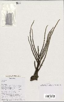 spécimen de Dypsis sp.