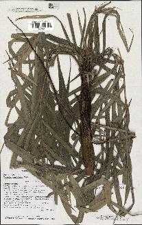 spécimen de Dypsis curtisii