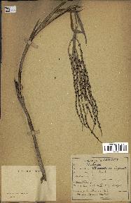 spécimen de Chamaedorea elegans