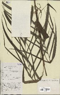 spécimen de Areca sp.