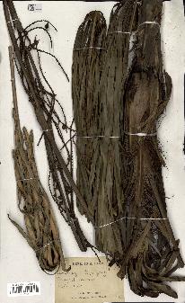 spécimen de Licuala sp.
