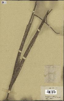 spécimen de Rhopalostylis sapida