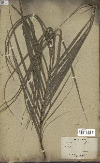 spécimen de Rhopalostylis sapida