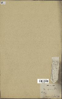spécimen de Rhopalostylis sapida