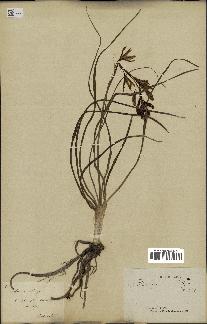spécimen de Anthericum liliago
