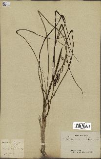 spécimen de Anthericum liliago