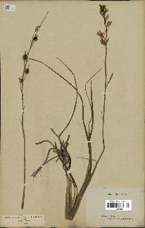 spécimen de Anthericum liliago