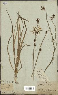 spécimen de Anthericum liliago