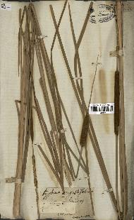 spécimen de Typha angustata